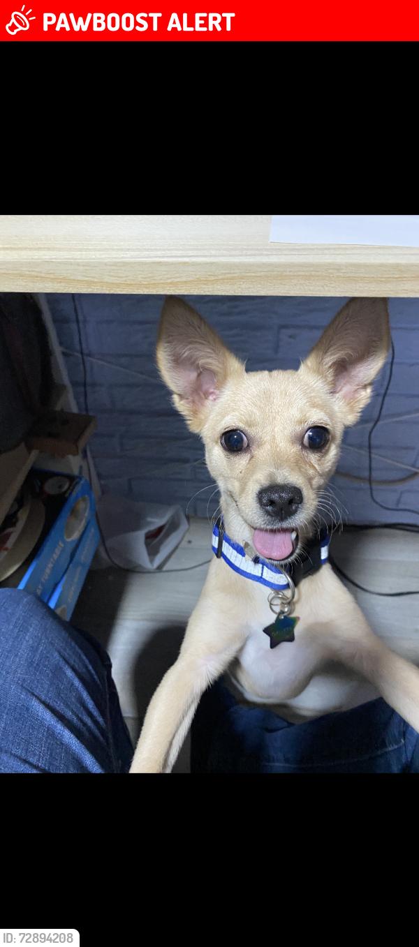 Lost Female Dog last seen Izcalli Jardínes faisanes, Ecatepec de Morelos, Méx. 55050