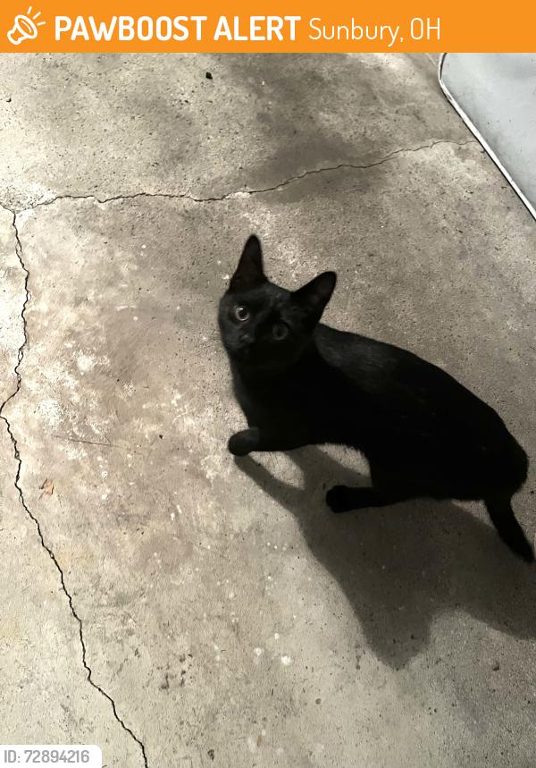 Found/Stray Male Cat last seen Millag Drive, Sunbury, OH 43074