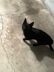 Found/Stray Male Cat last seen Millag Drive , Sunbury, OH 43074