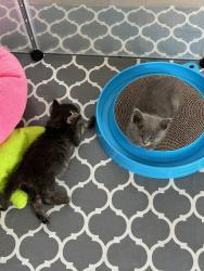 Shelter Stray Female Cat last seen Underage kitten, National City, CA, 91950, San Diego, CA 92110
