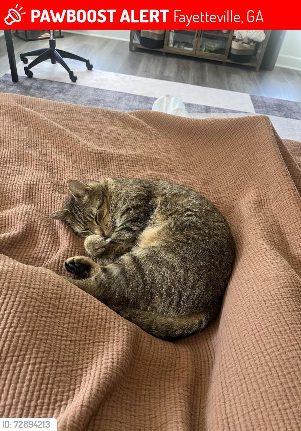 Lost Male Cat last seen gingercake, Fayetteville, GA 30214