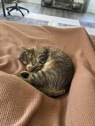 Lost Male Cat last seen gingercake, Fayetteville, GA 30214