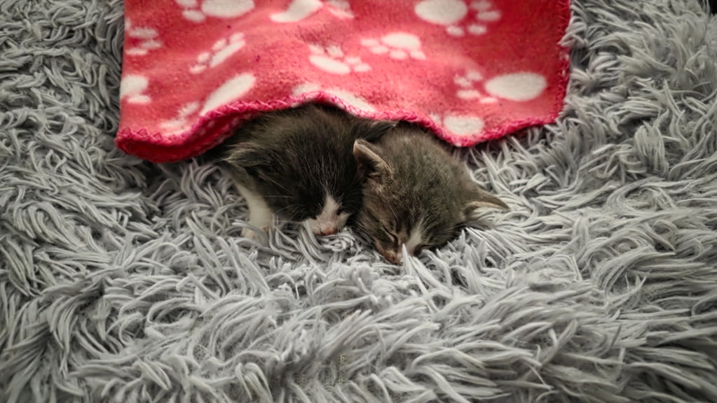 Shelter Stray Female Cat last seen Near Irving Avenue, San Diego, CA, 92113, San Diego, CA 92110