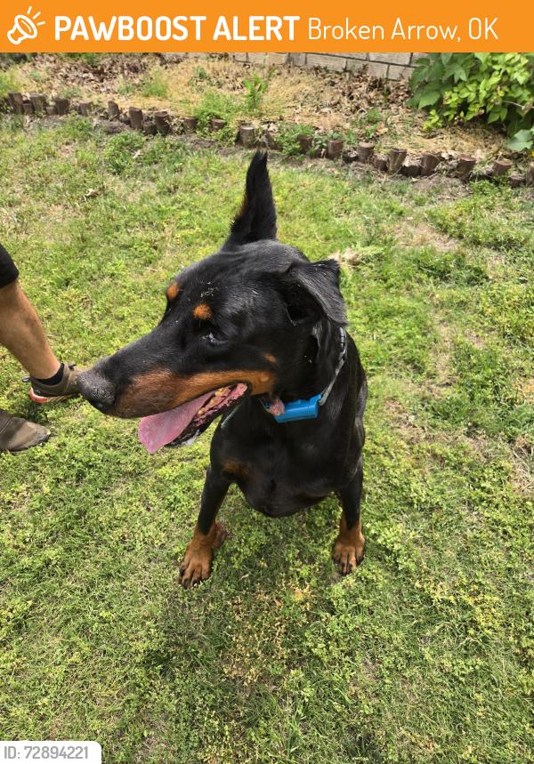 Found/Stray Male Dog last seen 131st and Meadowood Dr, Broken Arrow, OK 74011
