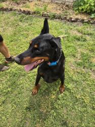 Found/Stray Male Dog last seen 131st and Meadowood Dr, Broken Arrow, OK 74011