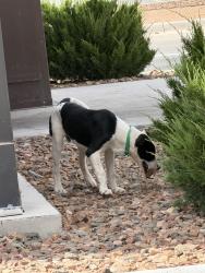 Found/Stray Male Dog last seen Big Spring/Mockingbird Lane, Midland, TX 79701