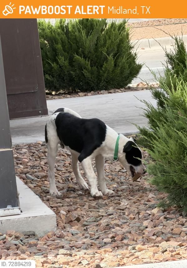 Found/Stray Male Dog last seen Big Spring/Mockingbird Lane, Midland, TX 79701