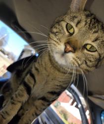 Lost Male Cat last seen Near Wind rush road , Huntsville, AL 35811