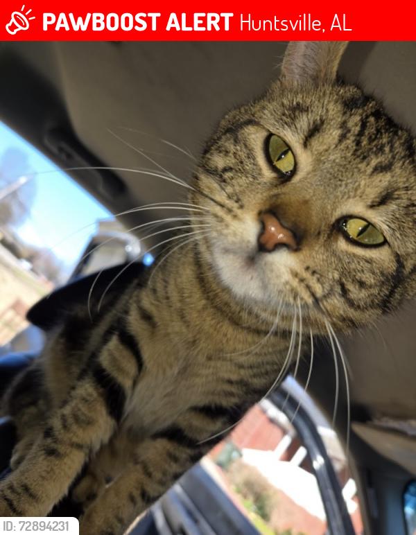 Lost Male Cat last seen Near Wind rush road , Huntsville, AL 35811