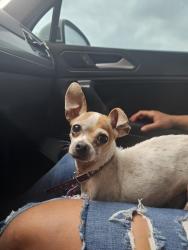 Found/Stray Female Dog last seen Bible , San Antonio, TX 78220