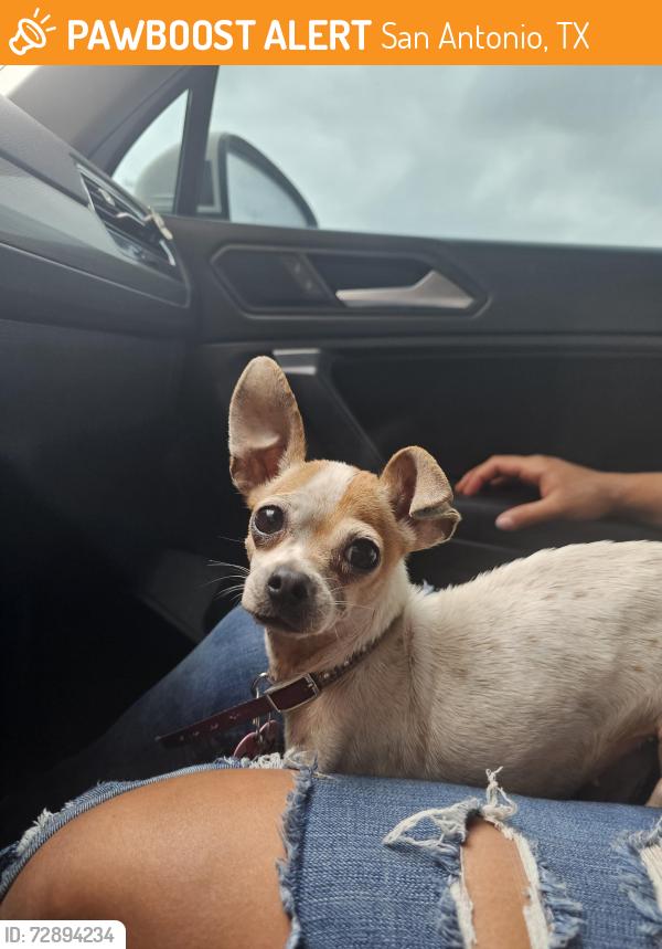 Found/Stray Female Dog last seen Bible , San Antonio, TX 78220