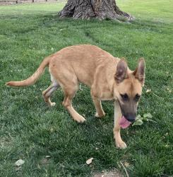 Found/Stray Female Dog last seen Woodlawn and 32nd street north , Wichita, KS 67226
