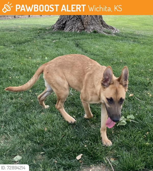 Found/Stray Female Dog last seen Woodlawn and 32nd street north , Wichita, KS 67226