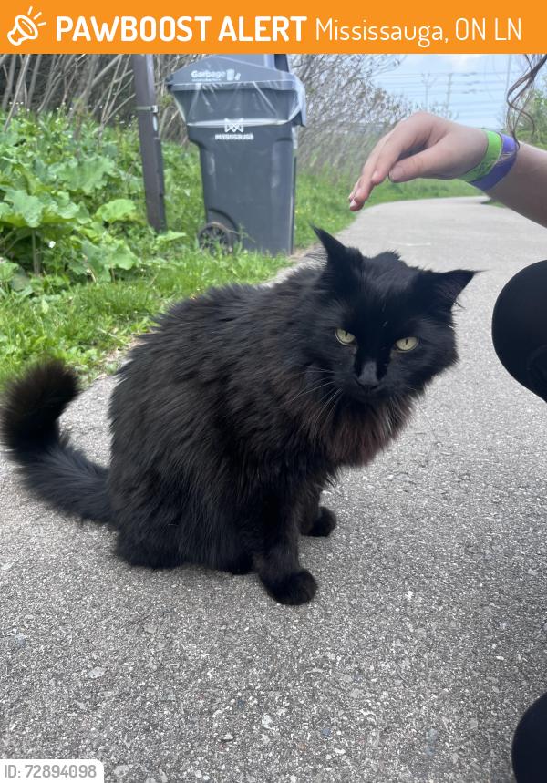 Found/Stray Unknown Cat last seen Lake Wabacayne, Mississauga, ON L5N
