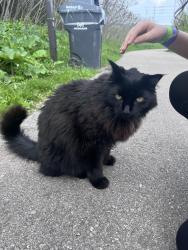 Found/Stray Unknown Cat last seen Lake Wabacayne , Mississauga, ON L5N