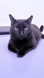 Lost Male Cat last seen Williford & coral , Sachse, TX 75048