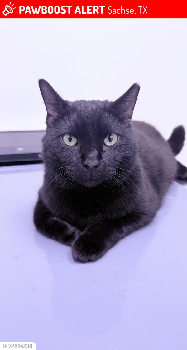 Lost Male Cat last seen Williford & coral , Sachse, TX 75048