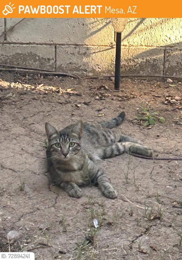 Found/Stray Unknown Cat last seen Alma school Road & Rio Salado Parkway, Mesa, AZ 85201