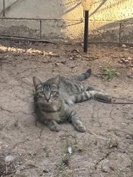 Found/Stray Unknown Cat last seen Alma school Road & Rio Salado Parkway, Mesa, AZ 85201