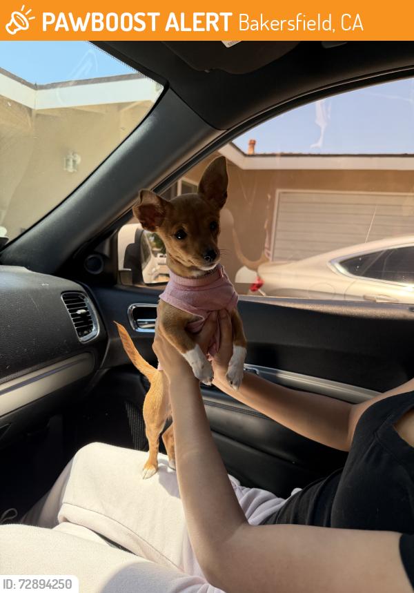 Found/Stray Female Dog last seen Benton and wilson rd, Bakersfield, CA 93304