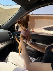 Found/Stray Female Dog last seen Benton and wilson rd, Bakersfield, CA 93304