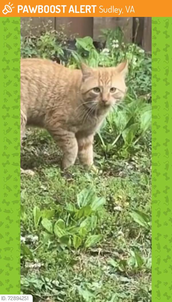Found/Stray Unknown Cat last seen Colton lane and Jamaica lane , Sudley, VA 20109