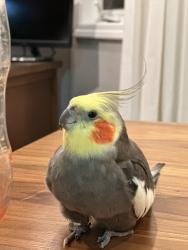 Lost Male Bird last seen Lake Johnson Park, Raleigh, NC 27606