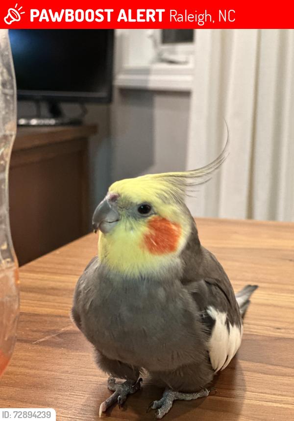 Lost Male Bird last seen Lake Johnson Park, Raleigh, NC 27606
