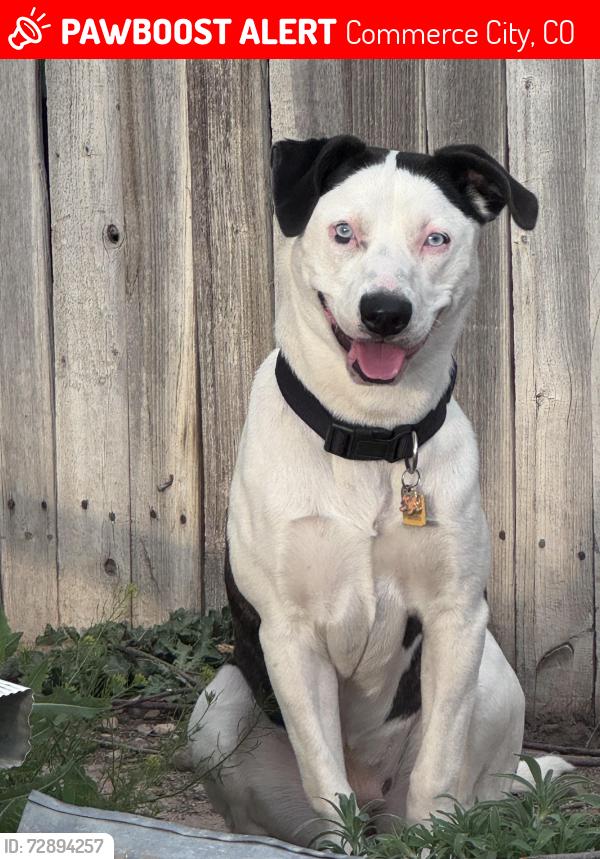 Lost Female Dog last seen escape from the hse, Commerce City, CO 80022