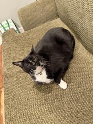 Lost Male Cat last seen W 38th Ave and Yates St, Denver, CO 80212
