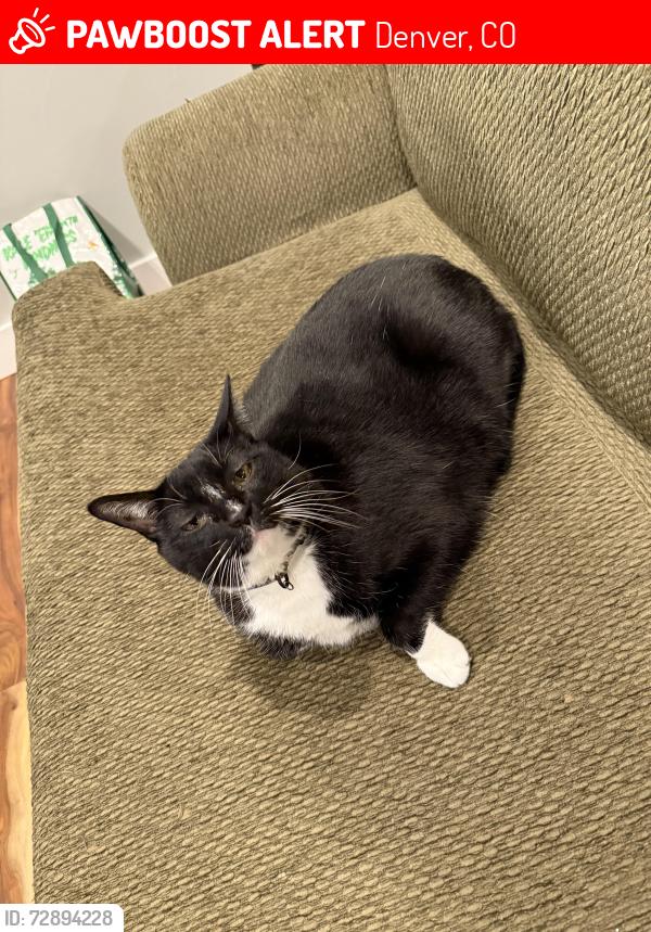 Lost Male Cat last seen W 38th Ave and Yates St, Denver, CO 80212