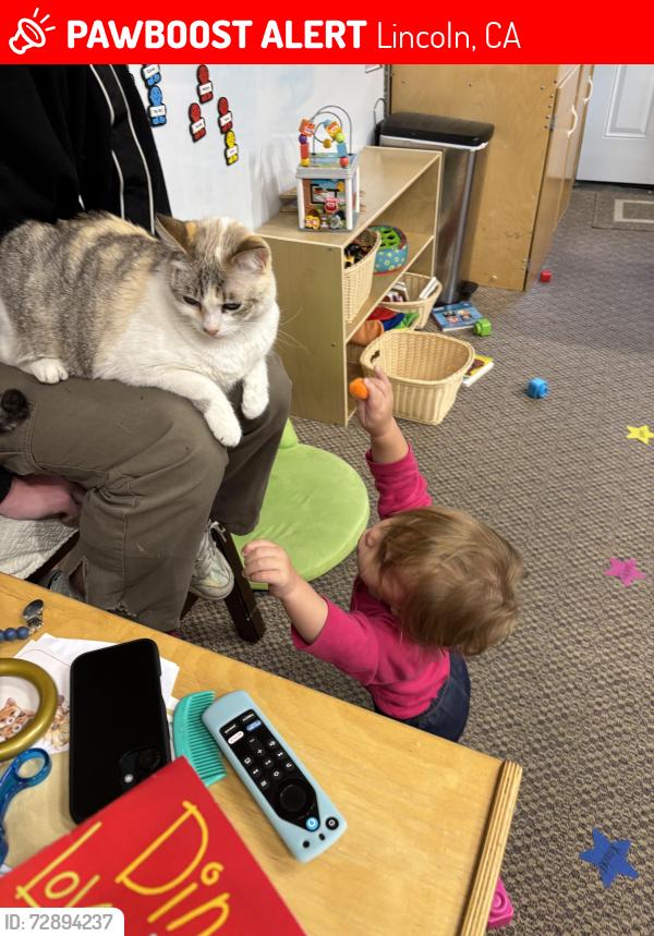 Lost Female Cat last seen Near Donovan Dr Lincoln Ca, Lincoln, CA 95648