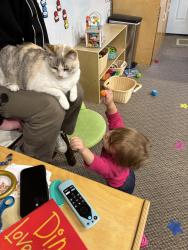 Lost Female Cat last seen Near Donovan Dr Lincoln Ca, Lincoln, CA 95648