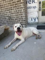 Reunited Male Dog last seen Summerlin Place in Olde Providence we were working on our hse and he walked up to us no neighbors knew who he belonged too , Charlotte, NC 28226