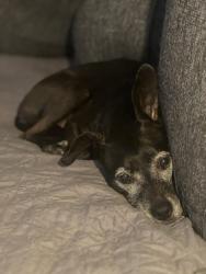 Reunited Female Dog last seen Robin Hood Dr, Menomonee Falls, WI 53051
