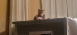 Reunited Female Cat last seen Hallmark st palm bay fl, Palm Bay, FL 32909