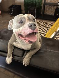 Found/Stray Male Dog last seen Azusa , Covina, CA 91723