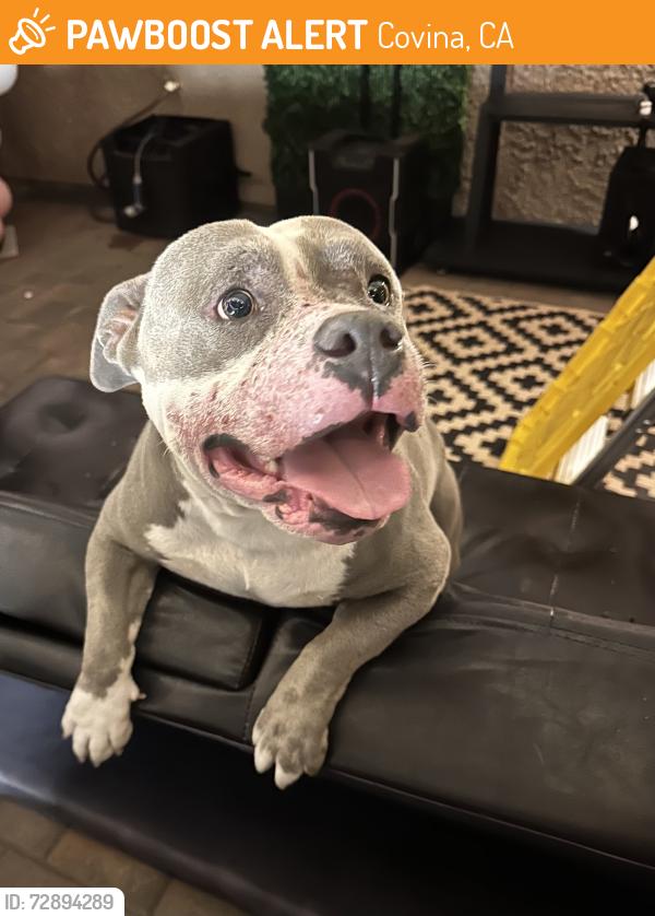 Found/Stray Male Dog last seen Azusa , Covina, CA 91723