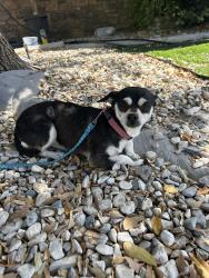 Found/Stray Female Dog last seen Andean Ct 13777 , Victorville, CA 92394