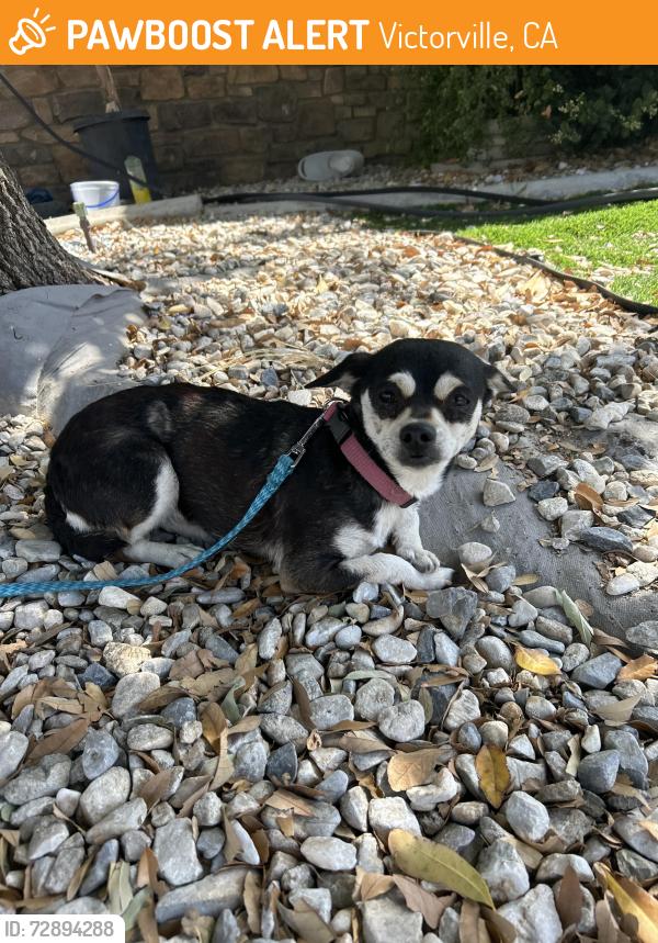 Found/Stray Female Dog last seen Andean Ct 13777 , Victorville, CA 92394