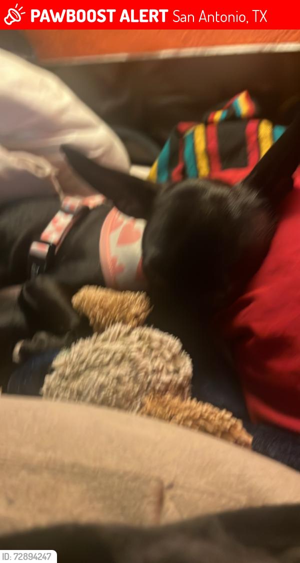 Lost Female Dog last seen Burger King rittiman rd, San Antonio, TX 78218