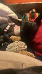 Lost Female Dog last seen Burger King rittiman rd, San Antonio, TX 78218