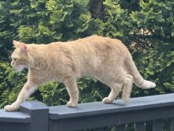 Found/Stray Male Cat last seen New Garden and Timberoak, Greensboro, NC 27410