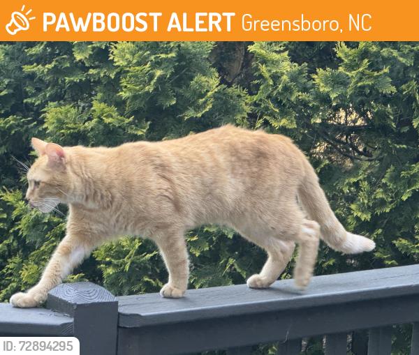 Found/Stray Male Cat last seen New Garden and Timberoak, Greensboro, NC 27410