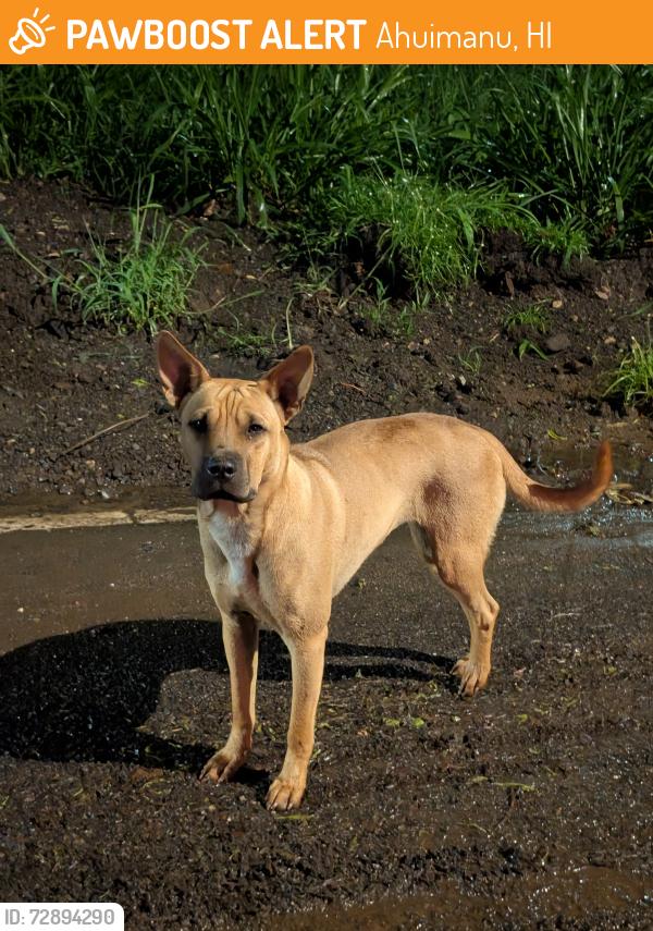 Found/Stray Unknown Dog last seen Kam. Hwy & Okana road, Ahuimanu, HI 96744