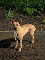 Found/Stray Unknown Dog last seen Kam. Hwy & Okana road, Ahuimanu, HI 96744