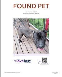 Found/Stray Male Dog last seen 30th/keystone, Indianapolis, IN 46218