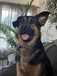 Reunited Male Dog last seen W Sloop Ave, Anaheim, CA 92804, USA, Anaheim, CA 92804