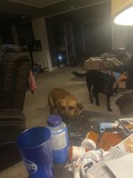 Found/Stray Male Dog last seen Waring and summer, Memphis, TN 38122