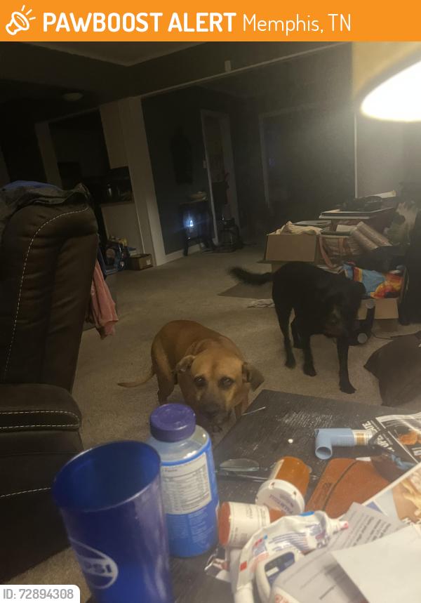 Found/Stray Male Dog last seen Waring and summer, Memphis, TN 38122